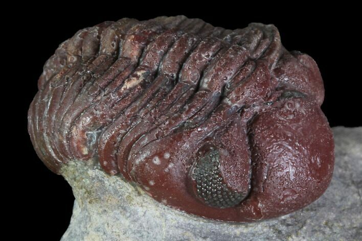 Red Barrandeops Trilobite - Hmar Laghdad, Morocco #86896